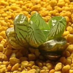 多肉植物　ハオルチア OB-5 654のサムネイル