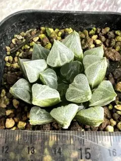 2026年最新】ハオルチア ハオルチアの人気アイテム - メルカリ