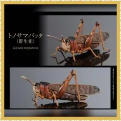 いきもの大図鑑 アドバンス トノサマバッタ 群生相 新品のサムネイル