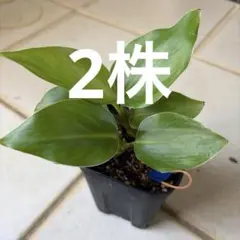 ストレリチア　オーガスタ　ニコライのサムネイル