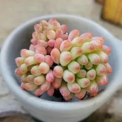 スミリン様 リクエスト 2点 まとめ商品