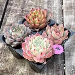 NEW❗️140多肉植物　ピンククリスタル等　抜き苗　寄せ植え　4苗セット❣️