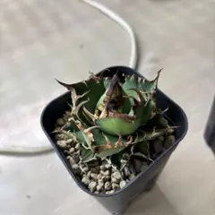 Sa様専用ページ