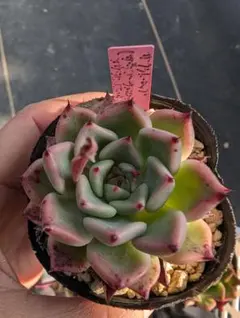 青空様 リクエスト 4点 まとめ商品