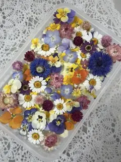 ハンドメイド 花材 ドライフラワー マトリカリア mixカラー 50輪＋α ③