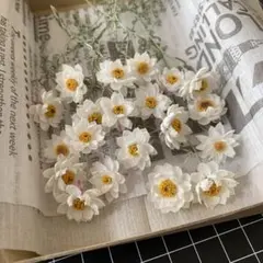 ③ 花かんざしドライフラワー ホワイト 花材 リース ハーバリウム ヘリクリサム