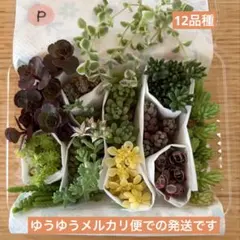 2026年最新】多肉植物 カット苗 詰め合わせの人気アイテム - メルカリ