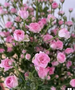 のんちゃん様 リクエスト 2点 まとめ商品