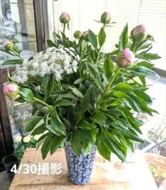 ハチ様　ご確認をお願いしますのサムネイル