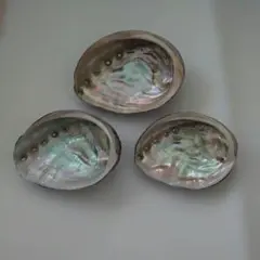 鮑 貝殻 3個セット