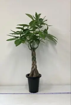 ①パキラ 苗 苗木 観葉植物 鉢 ねじり 5株植え 高さ葉先まて約115