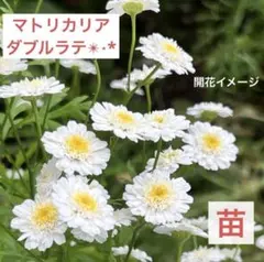 キラル工房様 リクエスト 2点 まとめ商品