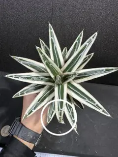 user_89a01051様 リクエスト 2点 まとめ商品