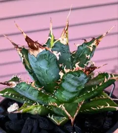 2025年最新】ロウルサンコ レジェンドの人気アイテム - メルカリ