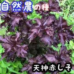 しか様 リクエスト 3点 まとめ商品