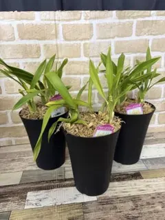 オンシジューム　苗　3鉢セットのサムネイル