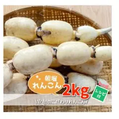 9月発送予約】茨城県産 夏れんこん 2kg 1,000円✨企画外・家庭用