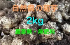 自然農の菊芋 2kg 農薬無・無肥料