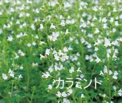 KENZI様 リクエスト 2点 まとめ商品