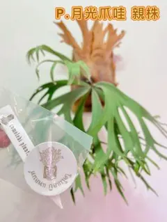 /fun太郎様 リクエスト 3点 まとめ商品