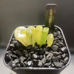 2025年最新】玉扇錦の人気アイテム - メルカリ