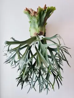 2025年最新】月光爪哇の人気アイテム - メルカリ