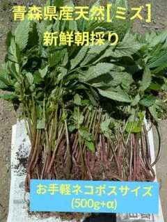 青森県産天然[ミズ]　新鮮朝採りのサムネイル