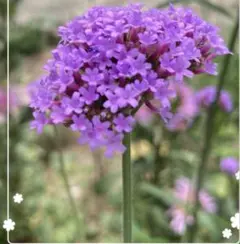 wasabi★ (˶'ᵕ'˶)/✨様 リクエスト 3点 まとめ商品