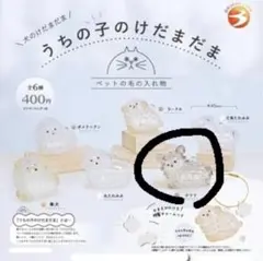 うちの子のけだまだま　犬　チワワ