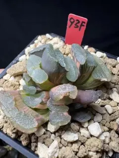 108h 多肉植物 ハオルチア レンズ玉扇錦糊斑 自家繁殖 鉢植え発送