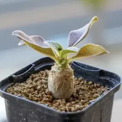 2025年最新】パキポディウムウィンゾリーの人気アイテム - メルカリ