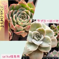 seiko様 リクエスト 2点 まとめ商品