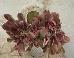 【専用】アエオニウム　綴化18点セット 専用】アエオニウム 綴化18点セット 専用】アエオニウム 綴化18点