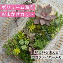 多肉植物☆カット苗☆詰め合わせセット【ゆうパケットポストmini 発送