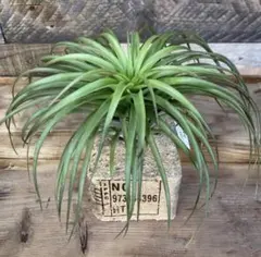 傷無し球体 極美品 トックリラン ノリナ 塊根植物 観葉植物 傷無し球体 極美品 トックリラン ノリナ 塊根植物 観葉植物 - メルカリ
