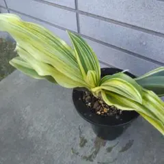 万年青　斑入り 苗/種など 株 斑が美しい オモト 万年青 5号 斑入り 現品4 観葉植物 室内用 引っ越し 縁起物