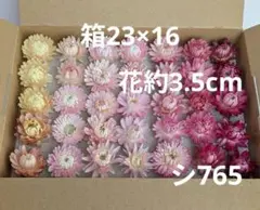 シ765 ヘリクリサム貝細工ドライフラワー - メルカリ