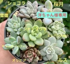 洋ちゃん様専用　多肉植物8種　寄せ植え　カット苗　8cm鉢