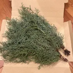 イトスギ　アリゾナイトスギ　ブルーアイス　20本