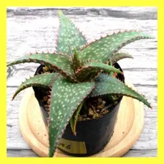 クニさぁ様 リクエスト 2点 まとめ商品