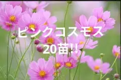 nohara様 リクエスト 2点 まとめ商品