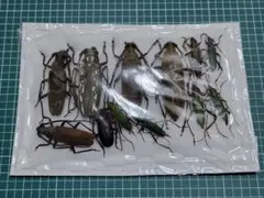 2025年最新】昆虫標本の人気アイテム - メルカリ