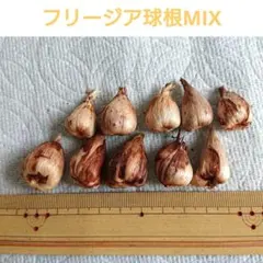 すず様 リクエスト 3点 まとめ商品