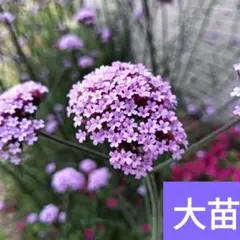 【完売御礼】G 三尺バーベナ 大苗 花付き ボナリエンシス 柳花笠 蝶を呼ぶ花 G 三尺バーベナ 大苗 花付き ボナリエンシス 柳花笠 蝶を呼ぶ花 - メルカリ