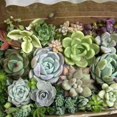 多肉植物セット（エケベリア・セダム）寄せ植え　多肉弁当