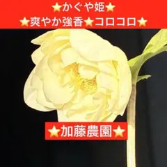 2026年最新】かぐや姫 クリスマスローズの人気アイテム - メルカリ