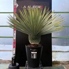 2025年最新】ユッカロストラータの人気アイテム - メルカリ