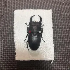 18mm】トゲトゲヘンテコゾウムシ Acantholophus 標本 - メルカリ