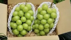最短翌日発送 大粒シャインマスカット2房 クール便 - メルカリ