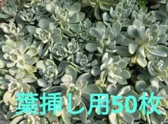 石蓮花 葉挿し用の葉 50枚のサムネイル